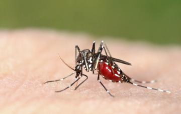 Cómo se transmite la malaria Mosquito hembra que transmite la malaria