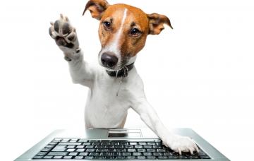 La adopción animal, una elección responsable Adopción animal a través de Internet
