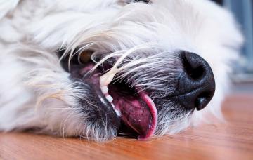 Ahogamiento de la mascota Perro sufriendo un ahogamiento