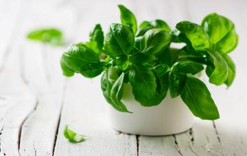 Albahaca Planta de albahaca