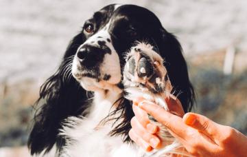 Alergia en las mascotas Mascota con alergia