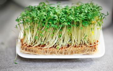 Alfalfa Alfalfa en un plato