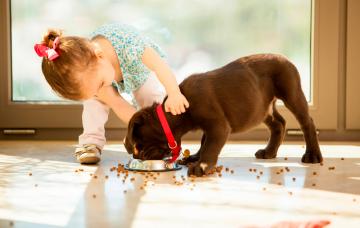 Necesidades nutricionales del cachorro Un cachorro de perro come mientras una niña pequeña le acaricia