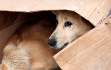 Un perro abandonado se refugia en una caja de cartón