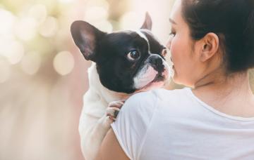 Bulldog francés en brazos de una chica