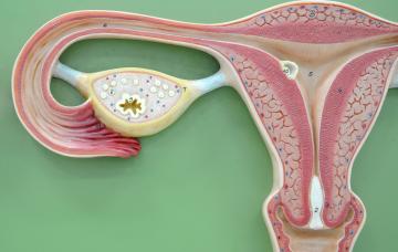 Anatomía del ovario