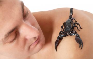 Escorpión emperador en el hombro de su dueño