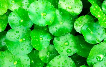 Centella asiática, la planta que cuida la salud de tu piel