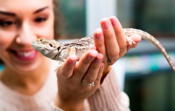5 cosas a tener en cuenta antes de comprar un animal exótico 5 cosas a tener en cuenta antes de comprar un animal exótico