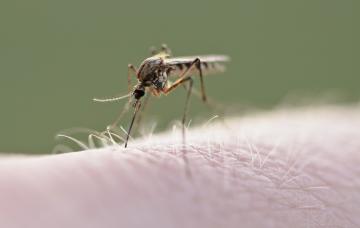 Mosquito del dengue ¿Qué es el dengue?