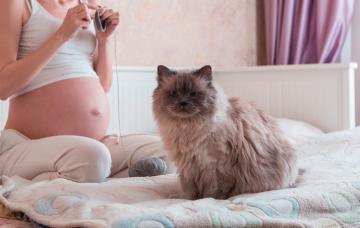 Toxoplasmosis en el embarazo Toxoplasmosis en la embarazada