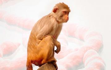 Mono transmisor del ébola