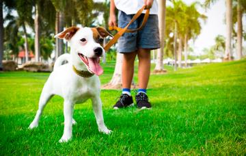 Cómo educar a tu perro para que no tire de la correa Persona intentando que su perro no tire de la correa