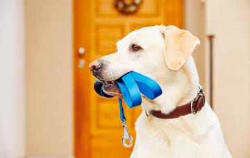 Cómo elegir la correa adecuada para tu perro Perro sujeta su correa con la boca