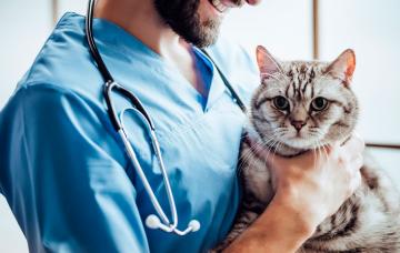 Cómo elegir un buen veterinario Elegir un buen veterinario
