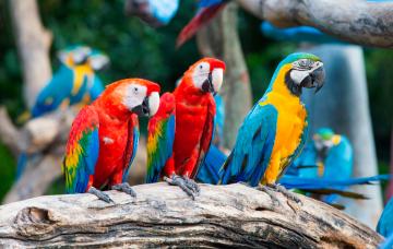 Guacamayos en su hábitat