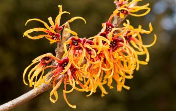 Hamamelis