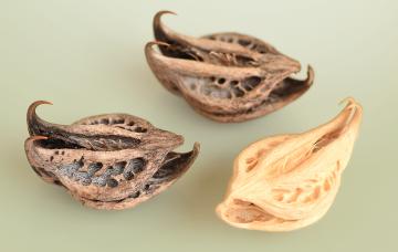 Harpagofito, el antiinflamatorio natural