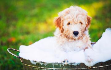 Cómo bañar a tu perro