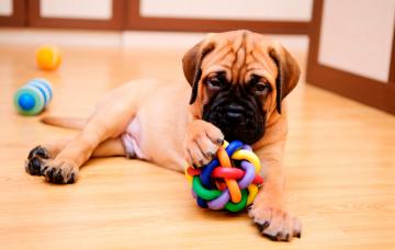 Cómo estimular al cachorro con juegos y actividades Cachorro jugando