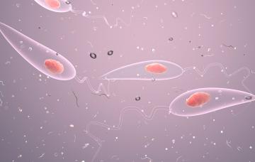 Leishmaniasis Leishmaniasis