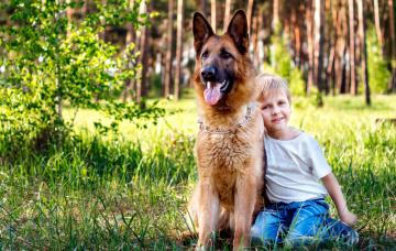 Niño con su pastor alemán