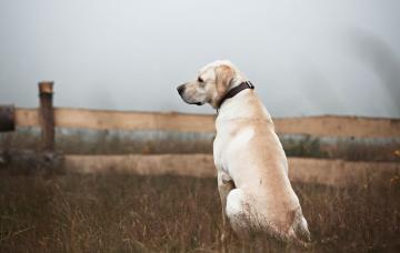 Pérdida o robo de tu mascota