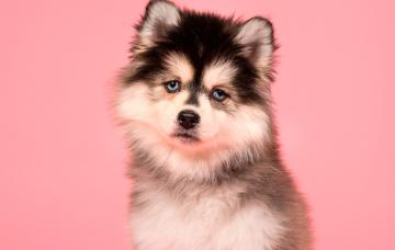 Pomsky