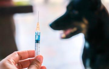 Perro portador de la rabia