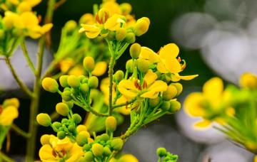 Planta de sen o cassia Sen, laxante herbario contra el estreñimiento pertinaz