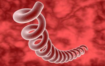 Bacteria Treponema Pallidum