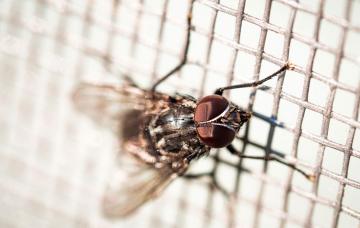 Tripanosomiasis africana Tripanosomiasis africana