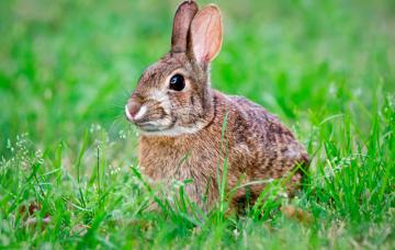 Tularemia Conejo enfermo con Tularemia