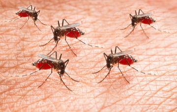 Fiebre del valle del Rift