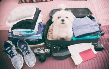 Viajar con tu mascota