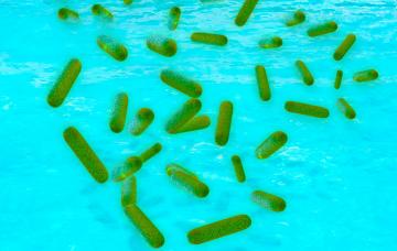 Legionella