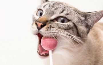 Dulces prohibidos para los gatos