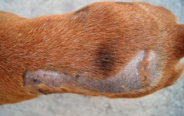 Alopecia canina: cómo se trata la pérdida de pelo en los perros