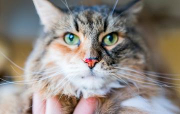 Epixtasis felina: cómo actuar si le sangra la nariz a tu gato Hemorragia nasal en gatos