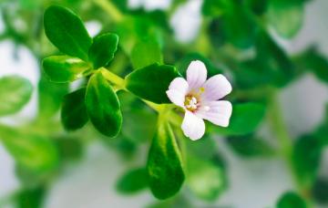 Flor de bacopa