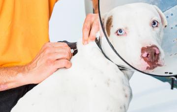 Microchip para perros: todo lo que debes saber Microchip para perros