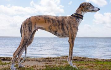 Características del galgo español como mascota Galgo español