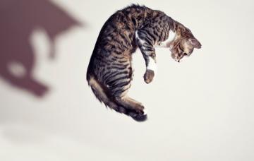 Síndrome del gato paracaidista: cómo evitarlo Síndrome del gato paracaidista