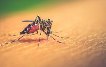 Mosquito transmisor del dengue