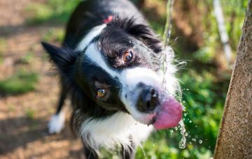 Síntoma del síndrome poliuria-polidipsia Perro bebiendo agua