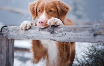 Perro sufriendo hipotermia