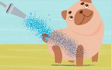 Cómo refrescar a tu perro en verano Refrescar a tu perro en verano