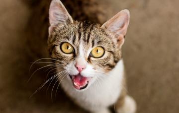 Tu gato maúlla demasiado, ¿a qué se debe? Tu gato maúlla demasiado