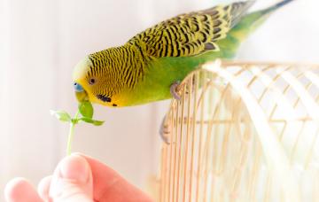 Periquito australiano