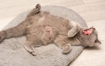 Hernias en los gatos, síntomas y tratamiento Gato recién operado de una hernia